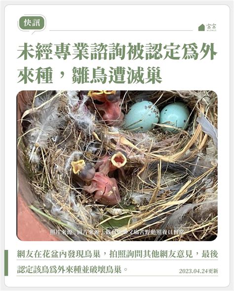 鳥巢怎麼處理|野鳥叫聲好滋擾？家中有野鳥築巢怎麼辦？漁護署教你。